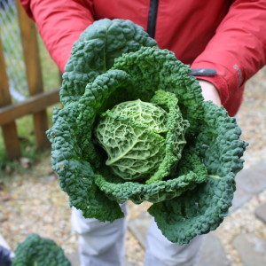 Cabbage