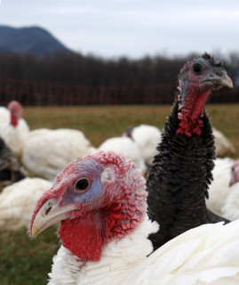 Heritage breed turkeys