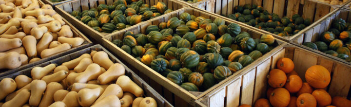 Rockville Market Farm: A winter squash wonderland