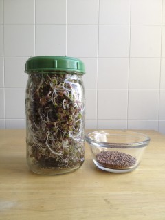 A tiny pile of seeds yields a whole jar of sprouts.